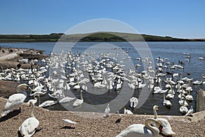 Mute swans wait for feeding time in the Fleet behind Chesil Bank at Abbotsbury Swannery in Dorset, England