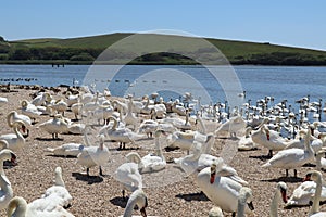 Mute swans wait for feeding time on the gravel at Abbotsbury Swannery in Dorset, England