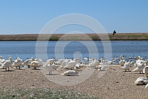 Mute swans wait for feeding time on the gravel at Abbotsbury Swannery in Dorset, England