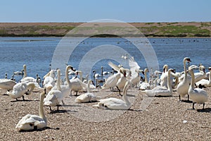 Mute swans wait for feeding time on the gravel at Abbotsbury Swannery in Dorset, England