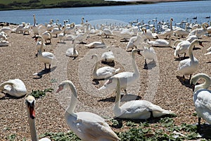 Mute swans wait for feeding time on the gravel at Abbotsbury Swannery in Dorset, England