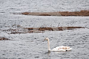 Mute swans in Yavoriv National Nature Park