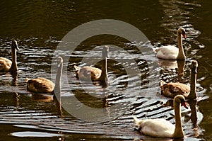 Mute swans with young on lake photo