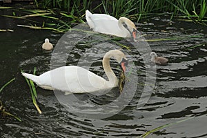 Mute swans with young ones.