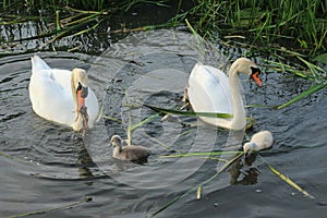 Mute swans with young ones.