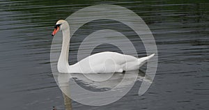 Mute and Trumpeter swan