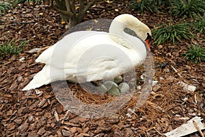 Mute white swan and eggs