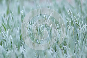 Muted light green background. Pale green stems of spring blooming flowers