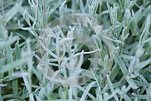 Muted light green background. Pale green stems of spring blooming flowers