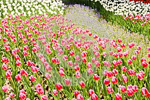 Muti of big red and colorful tulips in hitachi seaside park photo