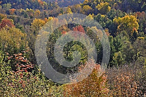 Muti - color autumn leaf in the valley, Ontario, Canada