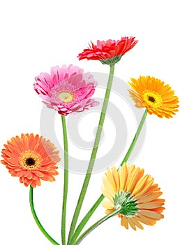 Muticolor Gerbera