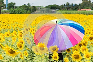 muticolor umbrella in sunflower field