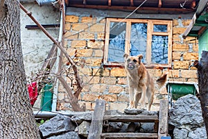 Mutilated dog outdoors