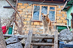 Mutilated dog outdoors