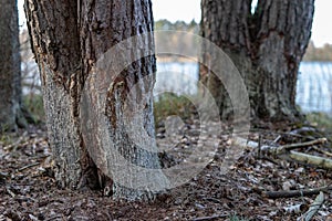 Mutilated trees by beavers. Pine stripped of bark by beavers