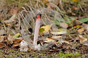 Mutinus ravenelii fungus