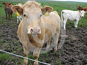 Mutli-colored Scottish cows photo