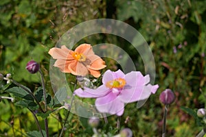 MUTLI COLOURED FLOWERS IN A GARDEN