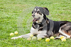 Mutt of Alaskan malamute