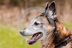 Mutt Belgian Shepherd