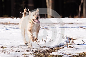 Mutt of border terrier photo