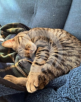 The mutt cat is sleeping on the sofa