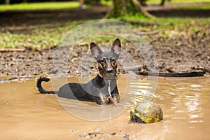 A mutt dog cooling off in a mud puddle after playing