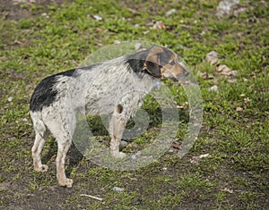 A mutt dog in a field.