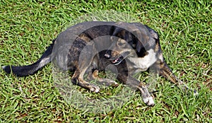 Mutt dog on the grass in Minas Gerais