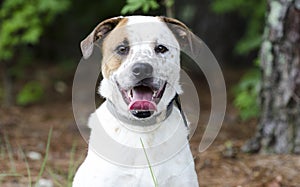 Mutt dog with panting tongue, pet rescue photograph