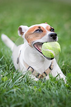 A mutt dog playing with a tennis ball on a meadow