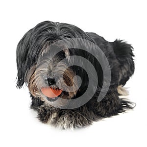 Mutt dog plays with an orange ball in studio