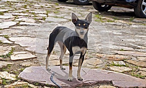 Mutt dog on public square, Tiradentes, Brazil