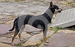 Mutt dog on public square, Tiradentes, Brazil
