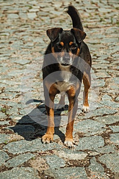 Mutt dog standing on cobblestone alley