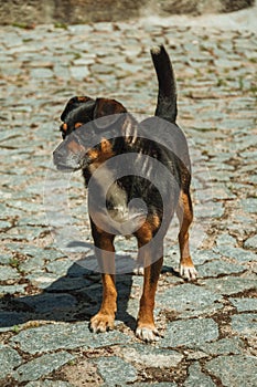 Mutt dog standing on cobblestone alley