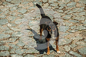 Mutt dog standing on cobblestone alley