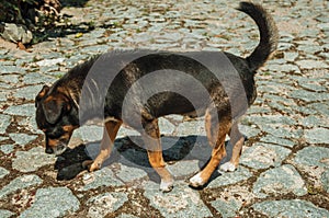 Mutt dog standing on cobblestone alley