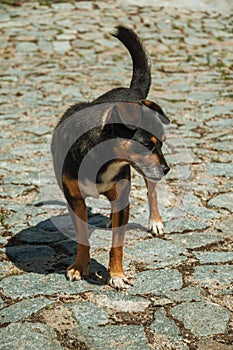 Mutt dog standing on cobblestone alley