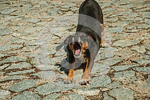 Mutt dog yawning on cobblestone alley