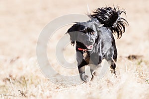 Mutt of English cocker Spaniel with german spitz