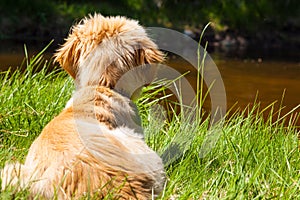 Mutt of Irish Setter and the Swiss Shepherd