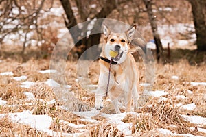 Mutt of Labrador and German Shepherd