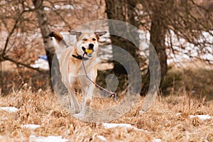 Mutt of Labrador and German Shepherd