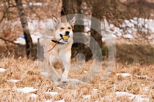 Mutt of Labrador and German Shepherd