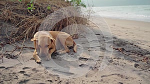 Mutt puppy laying on the sand at the dog beach. Abandoned lonely dog