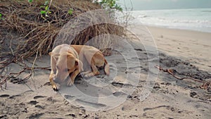 Mutt puppy laying on the sand at the dog beach. Abandoned lonely dog