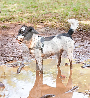 Mutt puppy playing in a muddy puddle