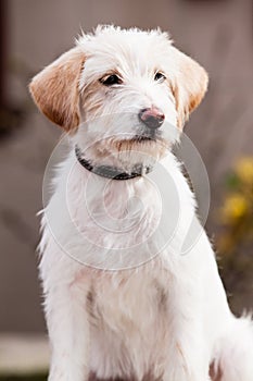 Mutt of Spinone Italiano